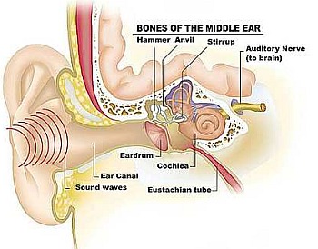 mhtml:file://C:\Users\owner\Desktop\Earlogic\newspaper%20article%20on%20hearing\Getting%20an%20earful-%20the%20star.mht!http://thestar.com.my/archives/2008/3/9/health/sf_05middle_ear.jpg